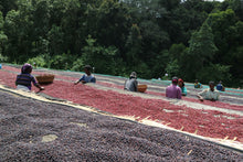 Load image into Gallery viewer, Coffee Editor | "The natural" | Coffee drying in raised beds